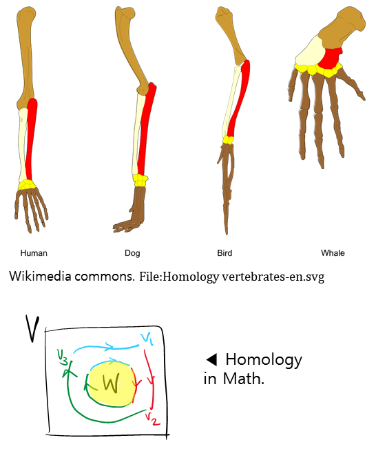 homologies